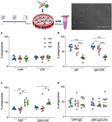 Genetic variation of FcγRIIa induces higher uptake of Leishmania infantum and modulates cytokine production by adherent mononuclear cells in vitro